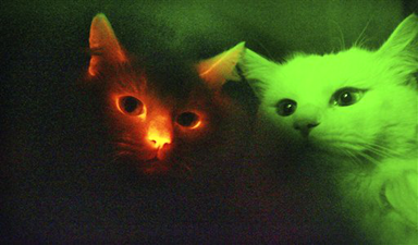 gatos-fluorescentes.png