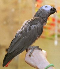 n’kisi, the telpathic parrot